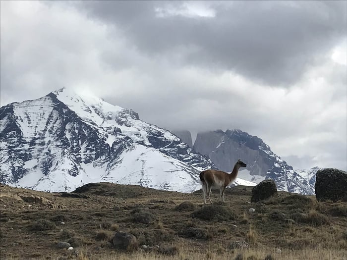 Gaynor spots a Guanaco on a hike in Patagonia