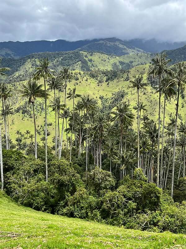 Cat’s snap of palms in the valley