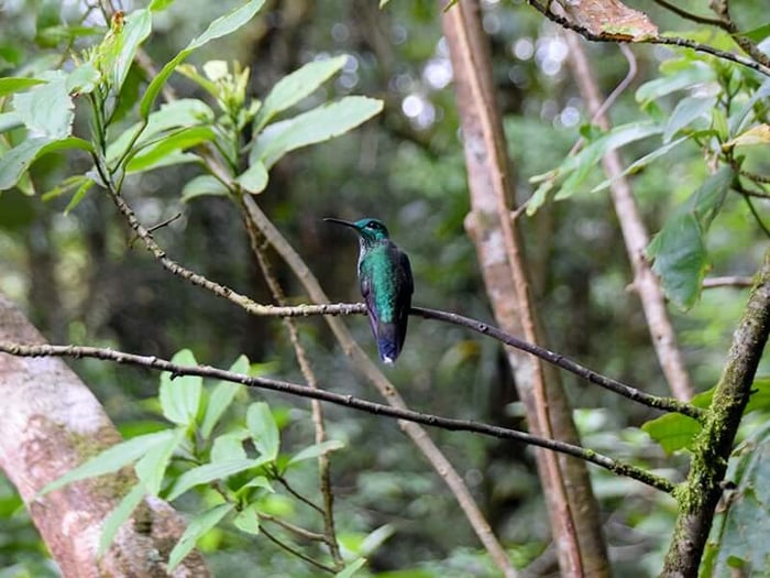 Sarah’s photo of a beautiful green hummingbird in Monteverde