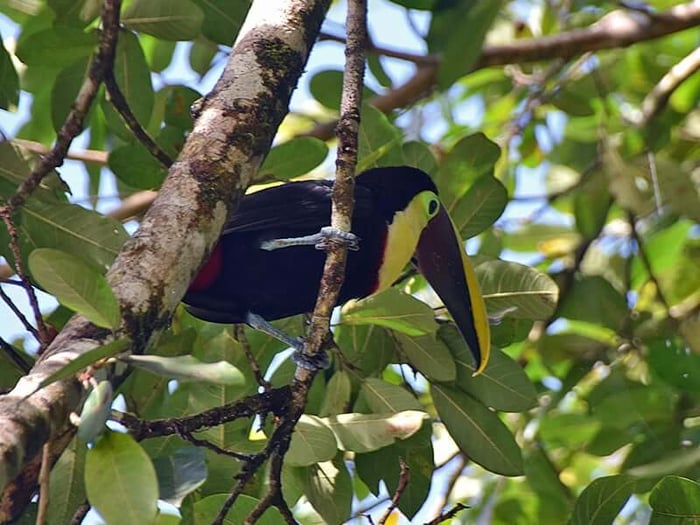 Toucan in the trees by Sarah