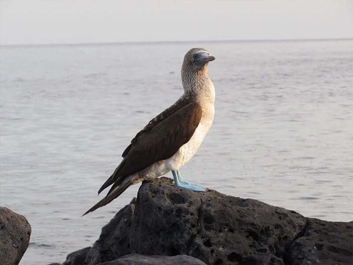 Hard to pick, but probably this one of a lonely blue-footed booby.