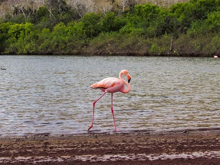 Flamingo on Rabida Island, Galápagos