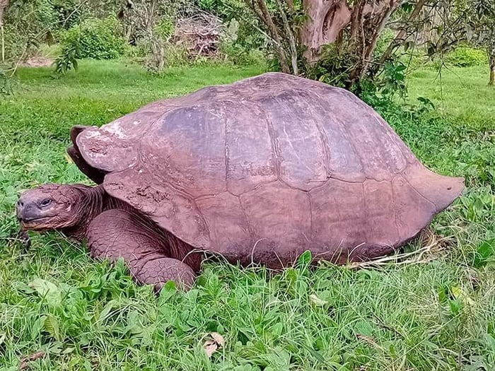 Giant Tortoises in the Highlands of Santa Cruz, Galápagos