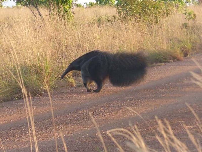 Spotting a naughty giant anteater on the Rupununi Savannah