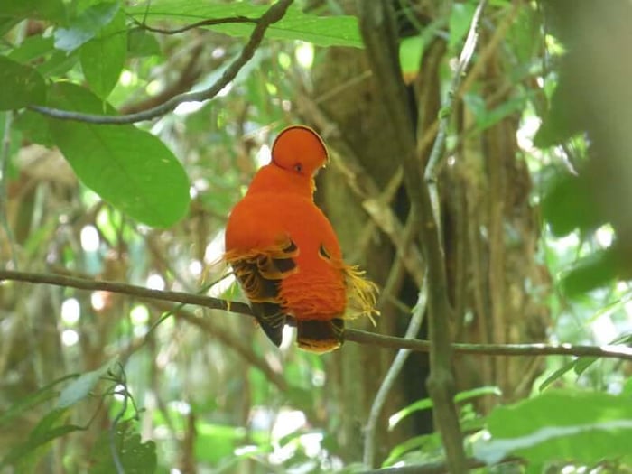 The Guianan cock-of-the-rock posing for Laura
