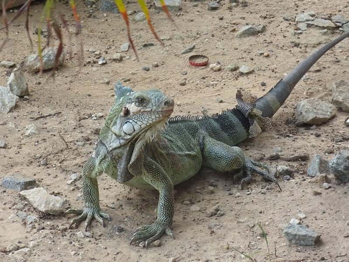 A green iguana enjoying the warm daytime temperatures of around 31°C