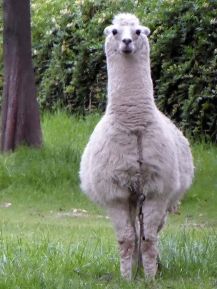 Llamas are built for every weather (unlike us). Wear layers.