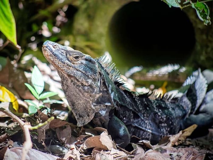 Iguana in the leaves 
