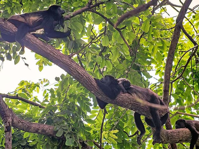 A howler monkey family in Manuel Antonio 