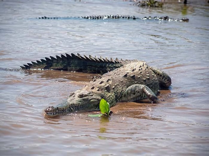 Crocodile adventure tour