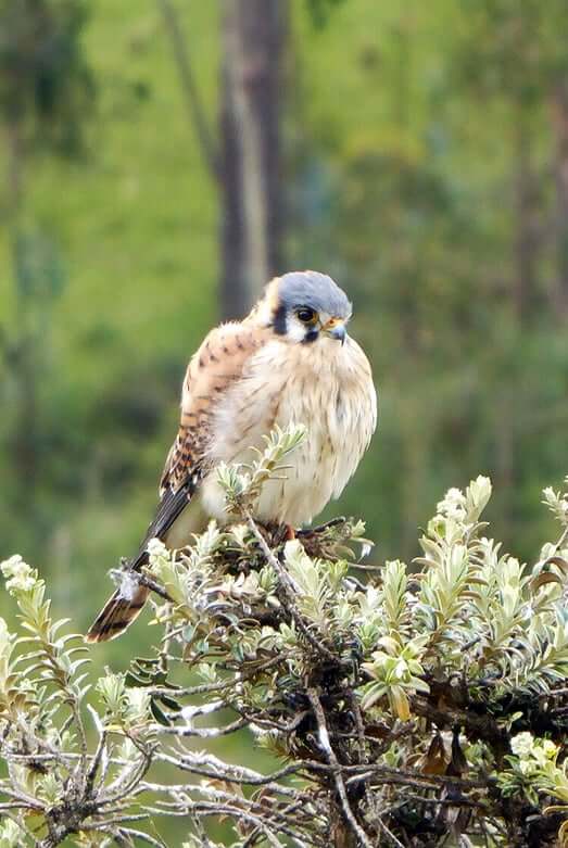 Kestrel