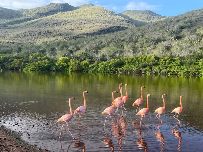 Flamingos