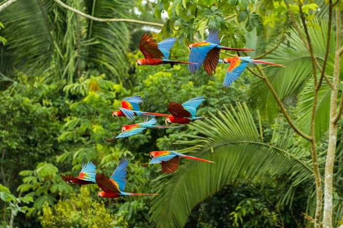 Flock of scarlet and red-and-green macaws flying in amazonas rainforest in Manu National Park in Peru