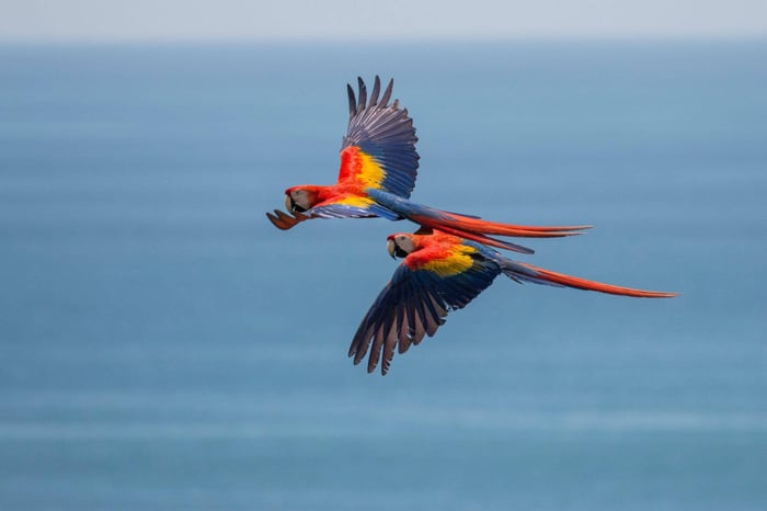 flying scarlet macaws