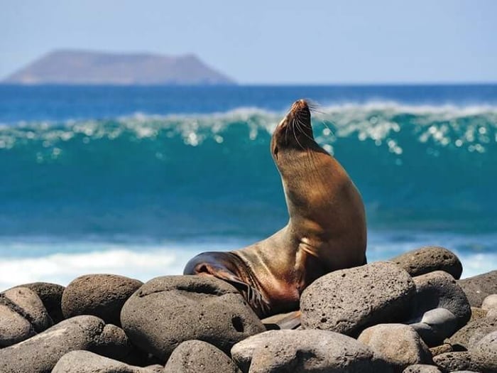 Galapagos Fur Seal
