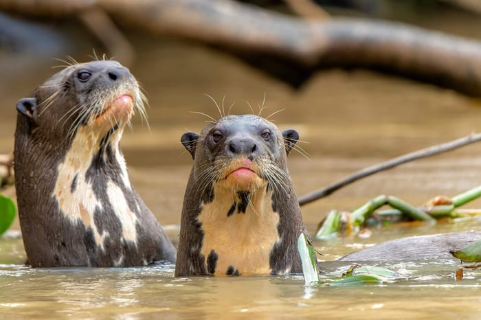 Giant Otters