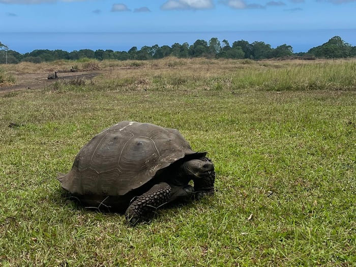 Giant Tortoise of the Galapagos Islands
