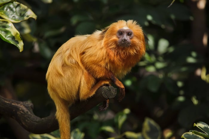 Golden Lion Tamarins - Brazil Wildlife encounters