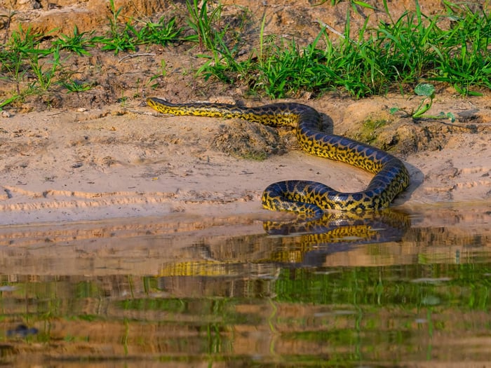 Anacondas