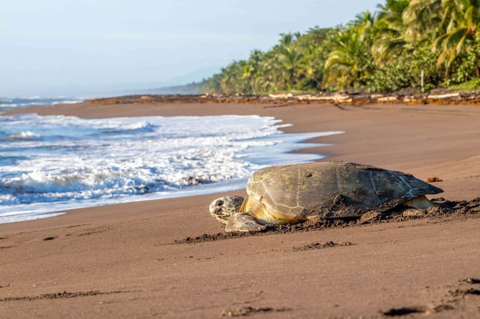 Wildlife in Tortuguero
