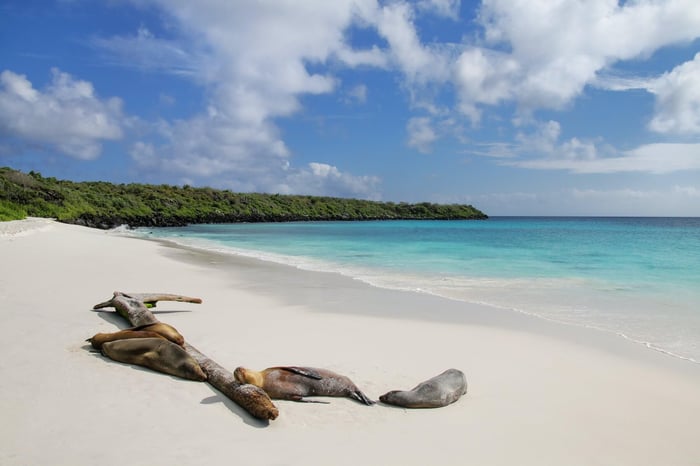 Group of Galapagos sea lions resting on sandy beach in Gardner Bay, Espanola Island, Galapagos National park
