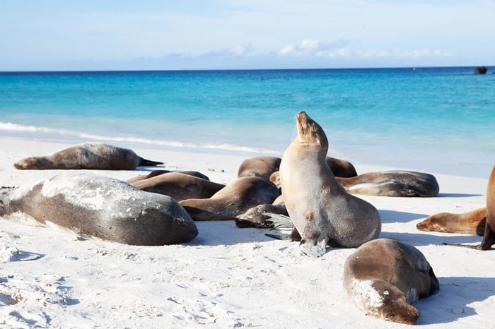 Sea lions on the beach