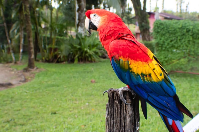 Guacamaya, Río Cuarto, Sarapiquí, Costa Rica