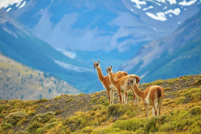 Guanacoes in Torres del Paine national park