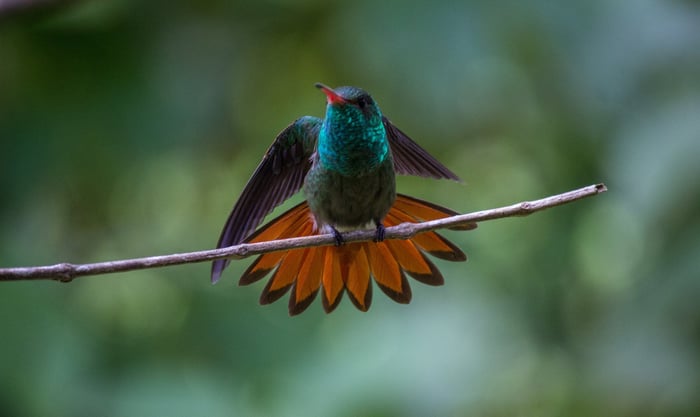 Pico Bonito National Park