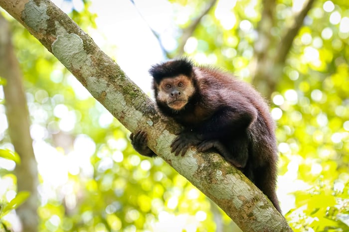 Hooded Capuchin Monkey