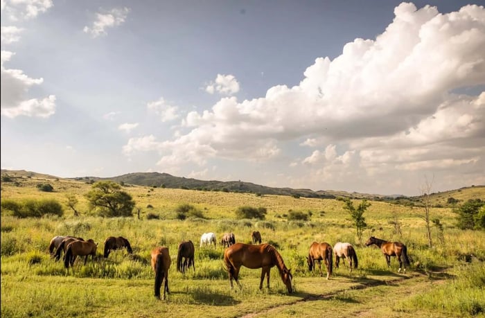 Horses at Estancia Los Potreros