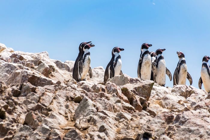 Humboldt Penguins