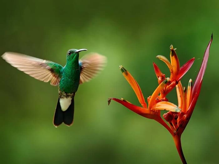 Hummingbird, Colombia