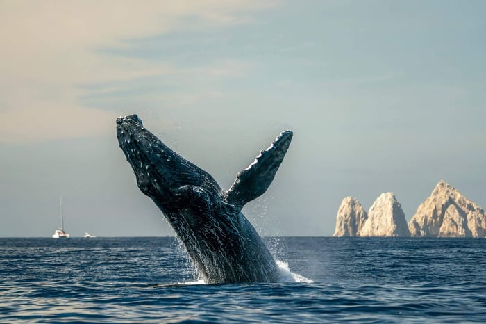 Baja California travel guide - Whale Watching