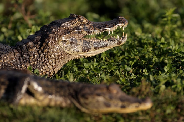 Black Caiman rest in the water of Ibera Wetlands