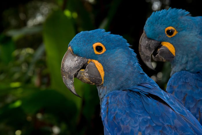 Hyacinth macaw parrots sitting on a tree in the forest of Ibera Wetlands