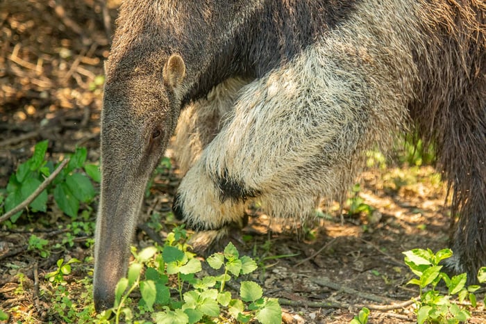 Giant Anteater in Ibera Wetlands