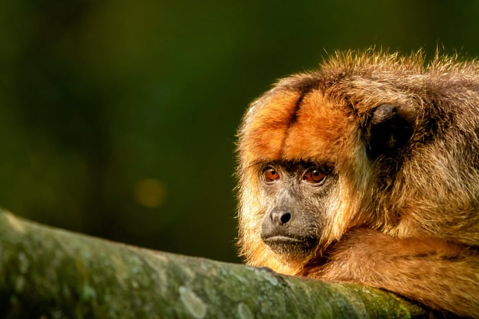 Howler monkey rest on a tree branch in Ibera Wetlands