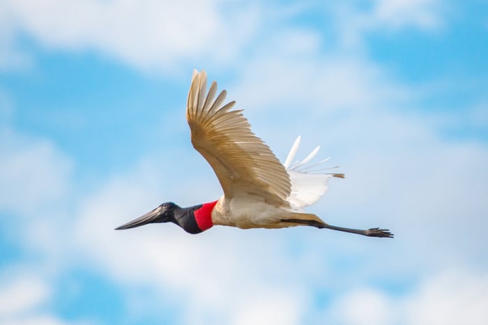 A Jabiro Stork flies high above the Ibera Wetlands