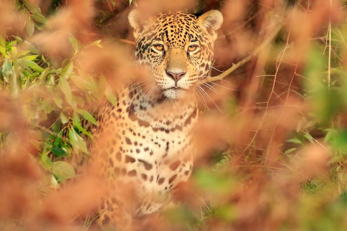 Jaguar in the bushes of Ibera Wetlands