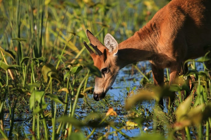 Marsh deer in Ibera Wetlands