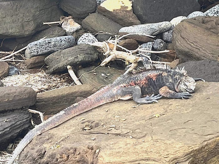 Iguanas