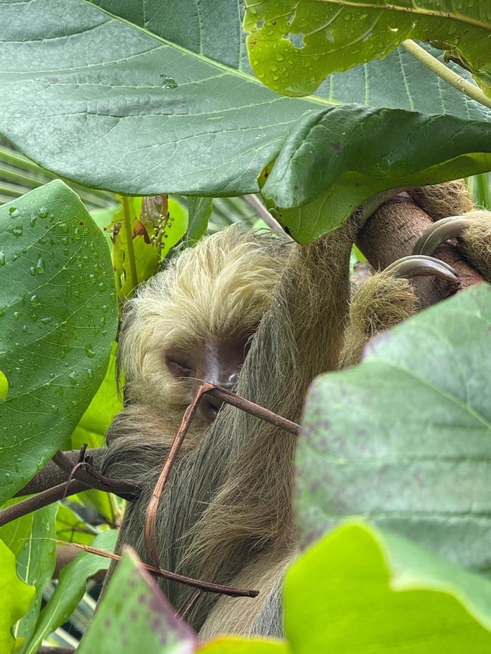 Sloth
