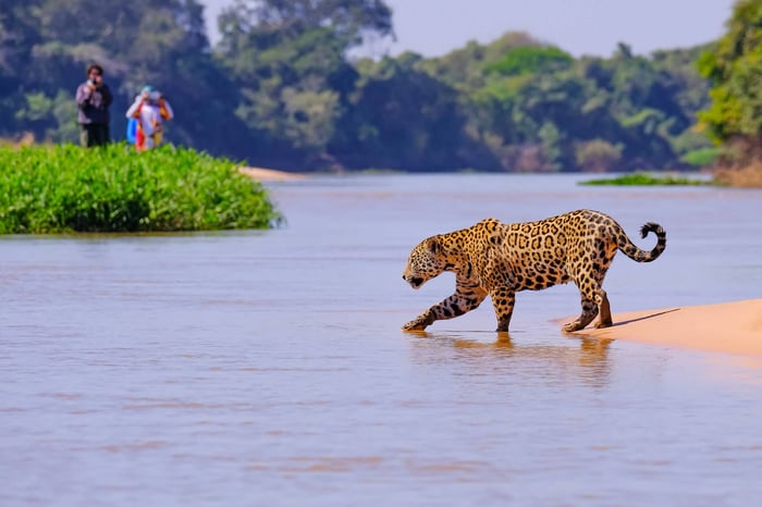 Jaguar in the Pantanal, Brazil
