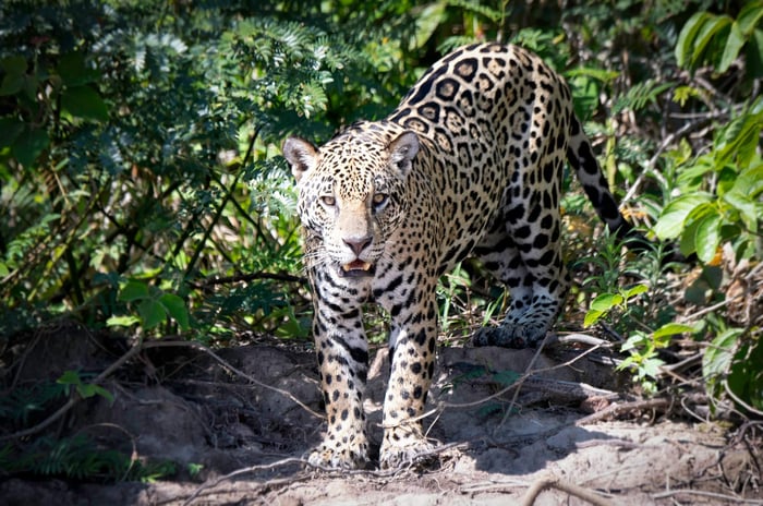 Jaguar in the Pantanal - by Lewis Freeth