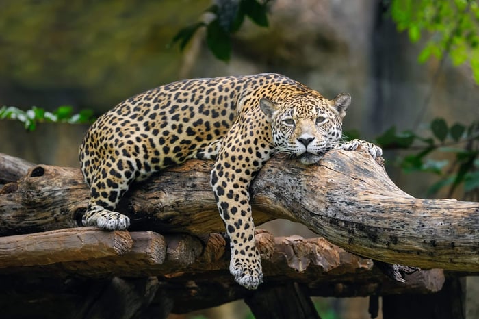 Cockscomb Basin Wildlife Sanctuary  - See the Jaguars upclose