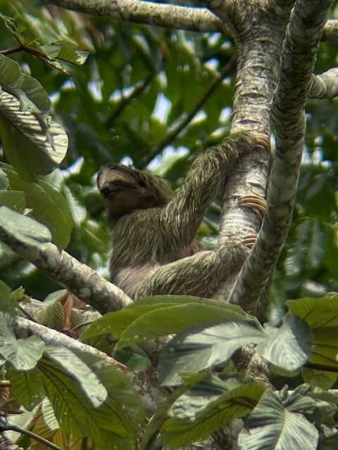 Sloth