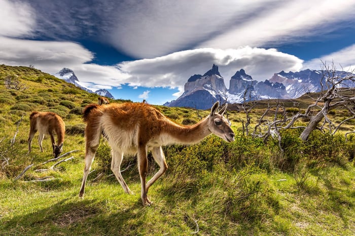 Lama in Torres del Paine National Park, Chile, South America
