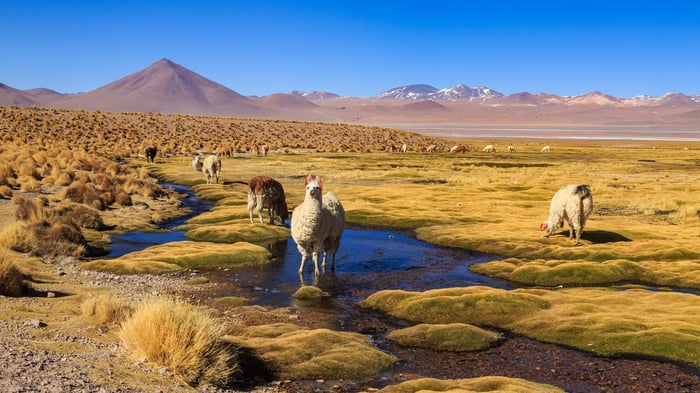 Lama standing in a beautiful South American altiplano landscape