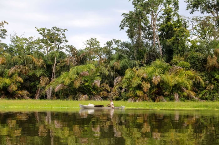 Landscape of the tropical rainforest in Tortuguero, Costa Rica